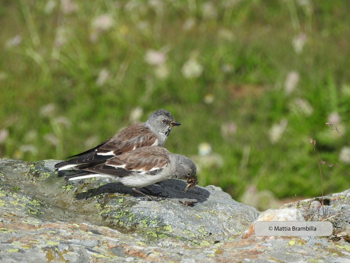 New alarm for alpine bird conservation: white-winged snowfinch at risk ...