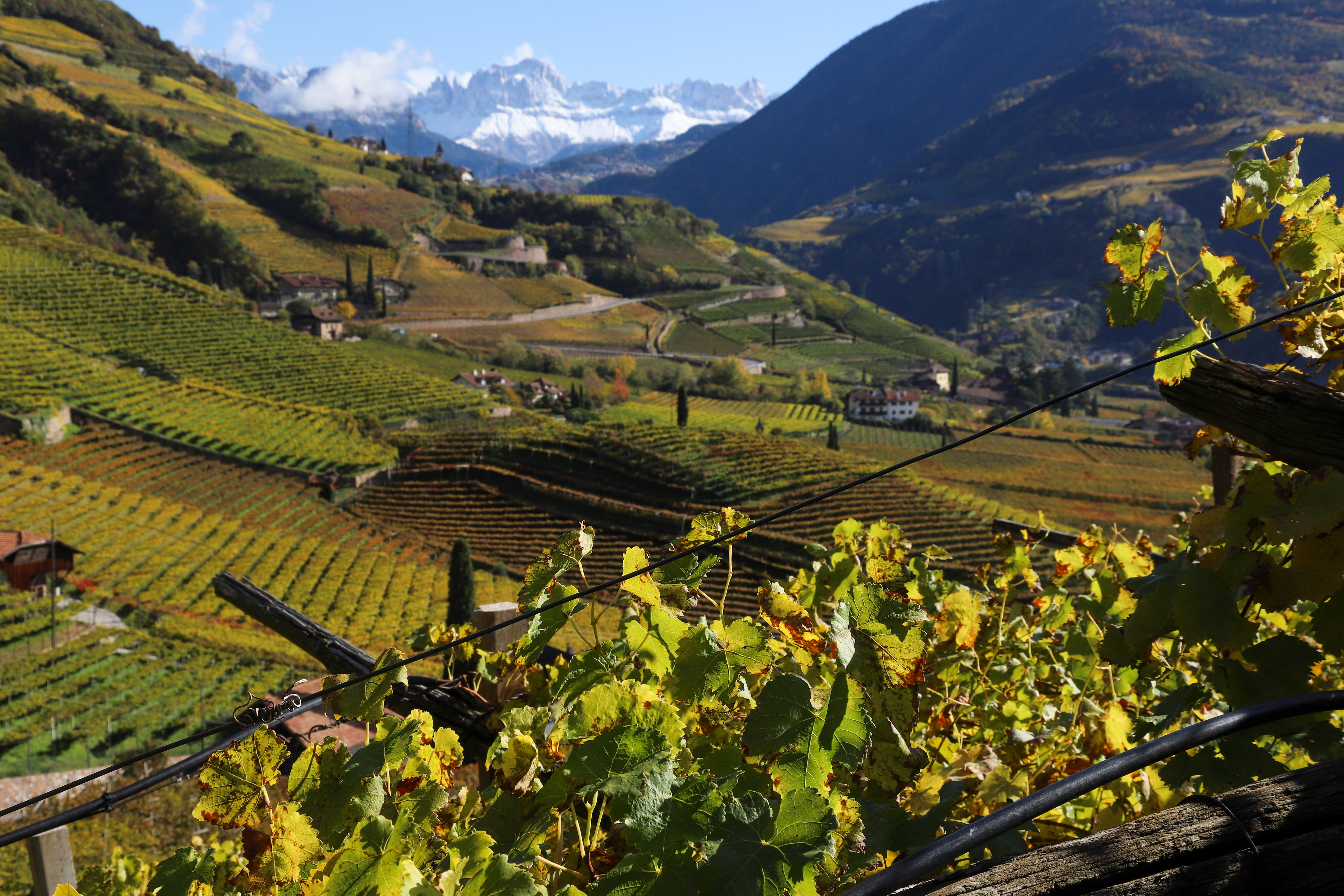 Wo gedeiht Wein in Südtirol am besten?