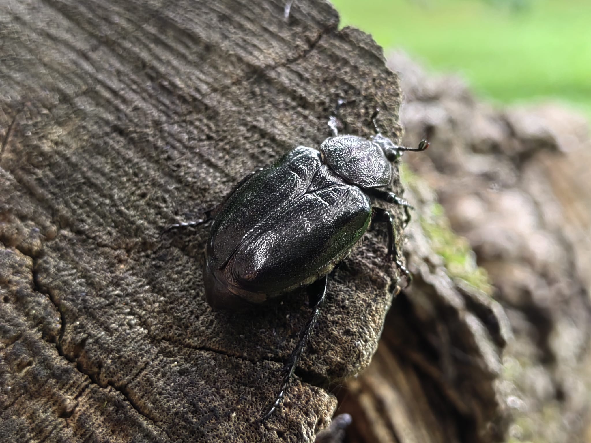 The beetle's return - Eurac Research
