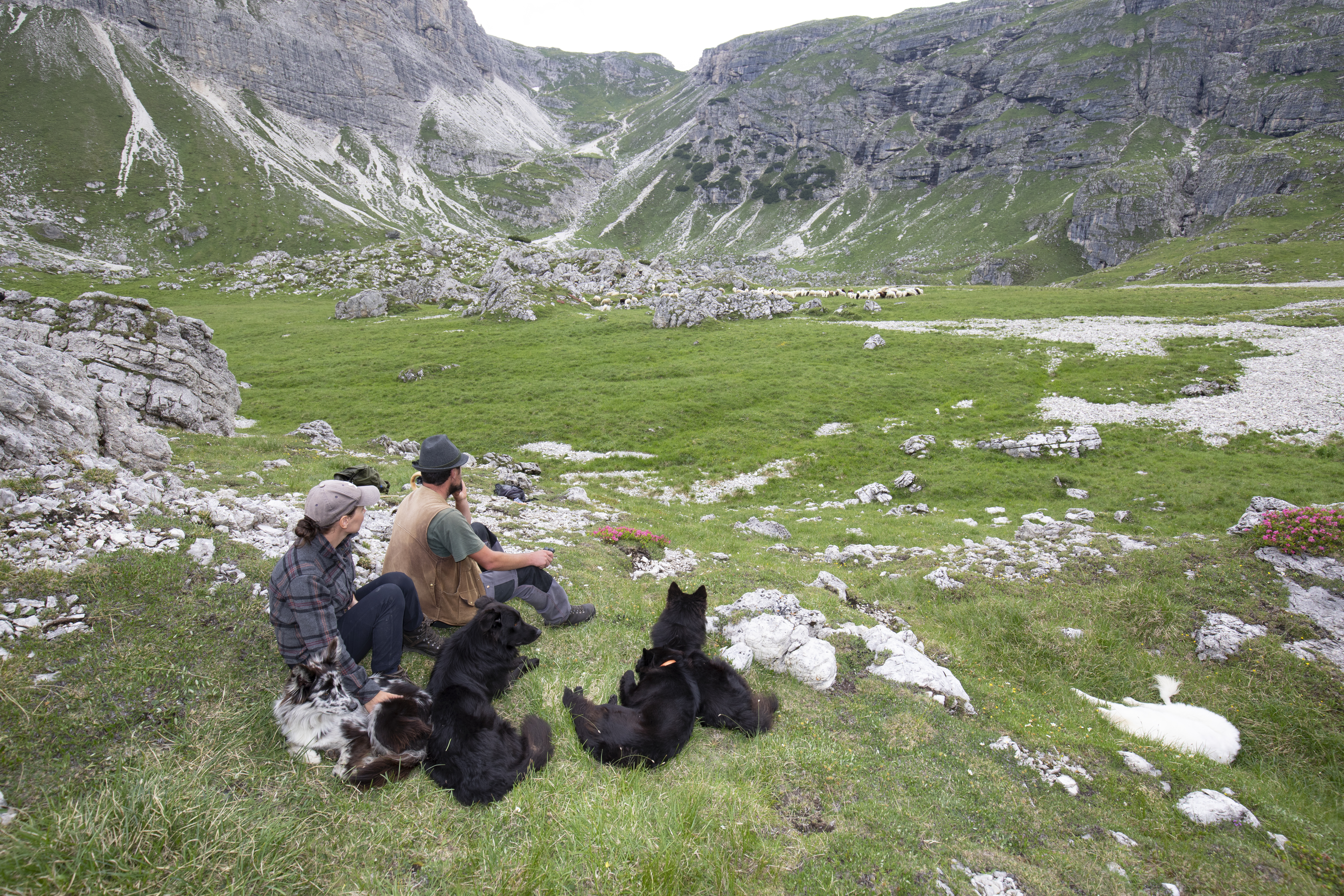 “Se vogliamo preservare i pascoli, dobbiamo sostenere la pastorizia”