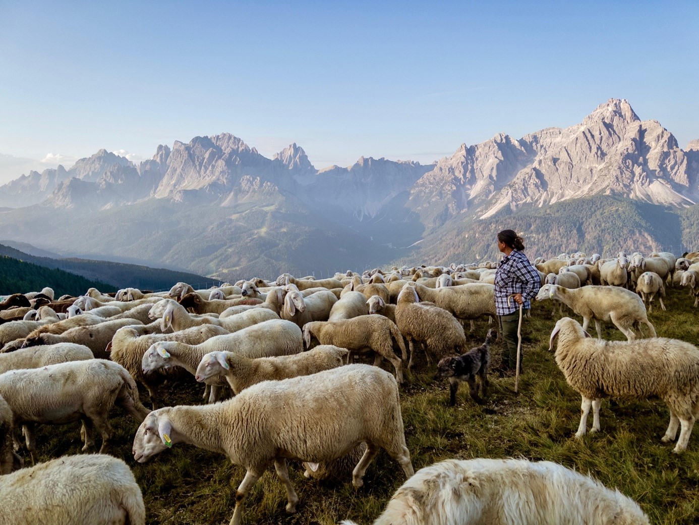 Almvieh in Gefahr? Abgänge von Schafen und Ziegen in Südtirol