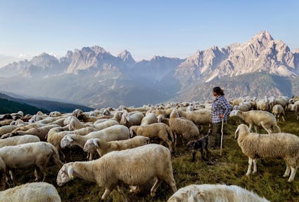 Almvieh in Gefahr? Abgänge von Schafen und Ziegen in Südtirol