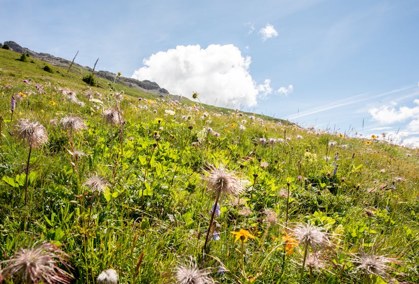 La biodiversità dell’Alto Adige è sotto pressione