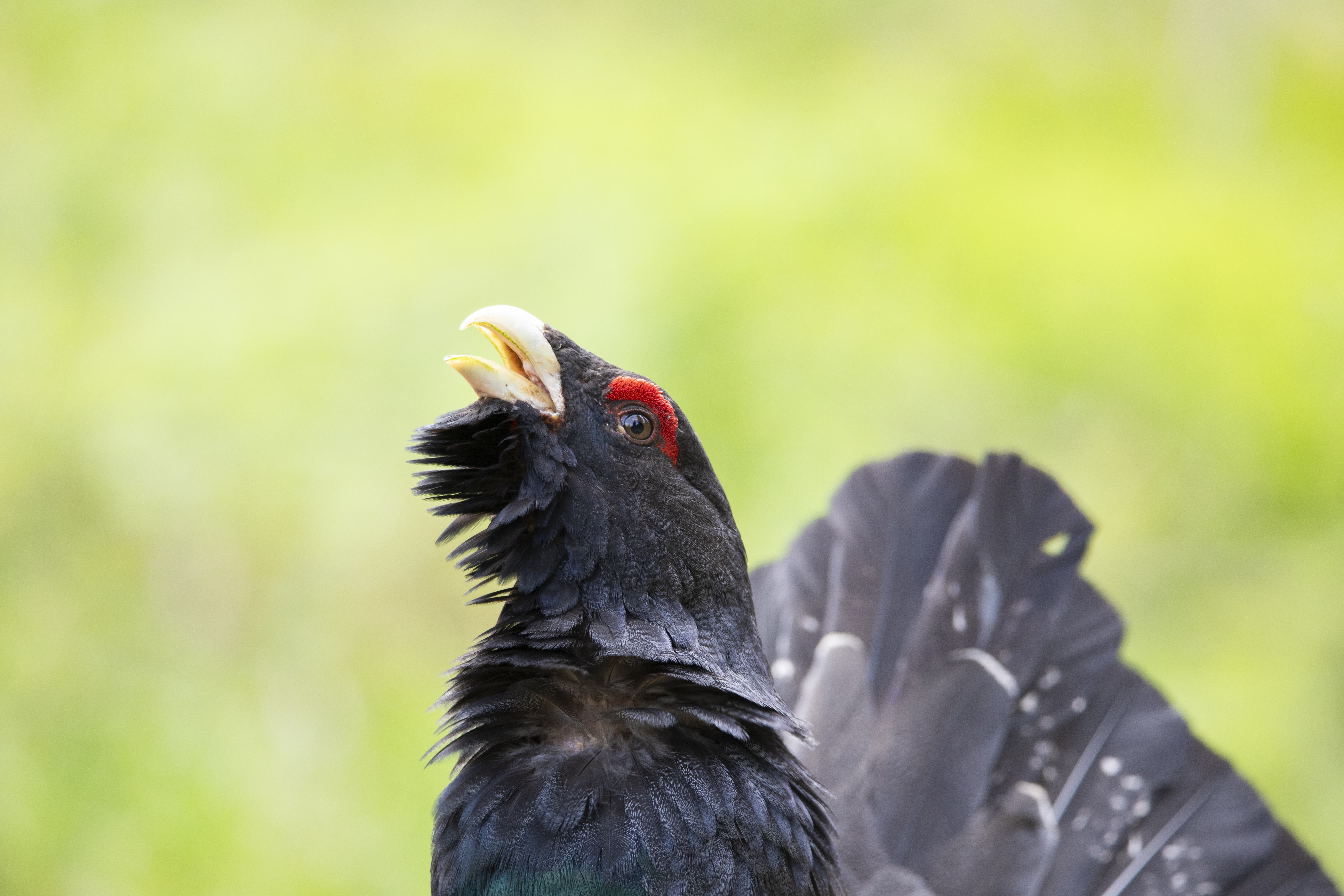 Alleati digitali nella tutela del gallo cedrone