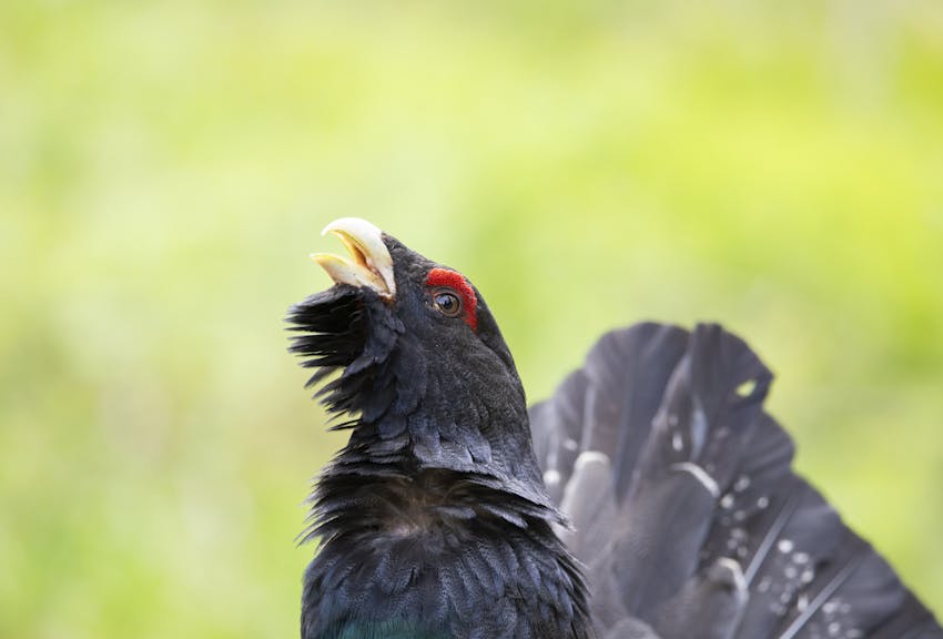 Alleati digitali nella tutela del gallo cedrone