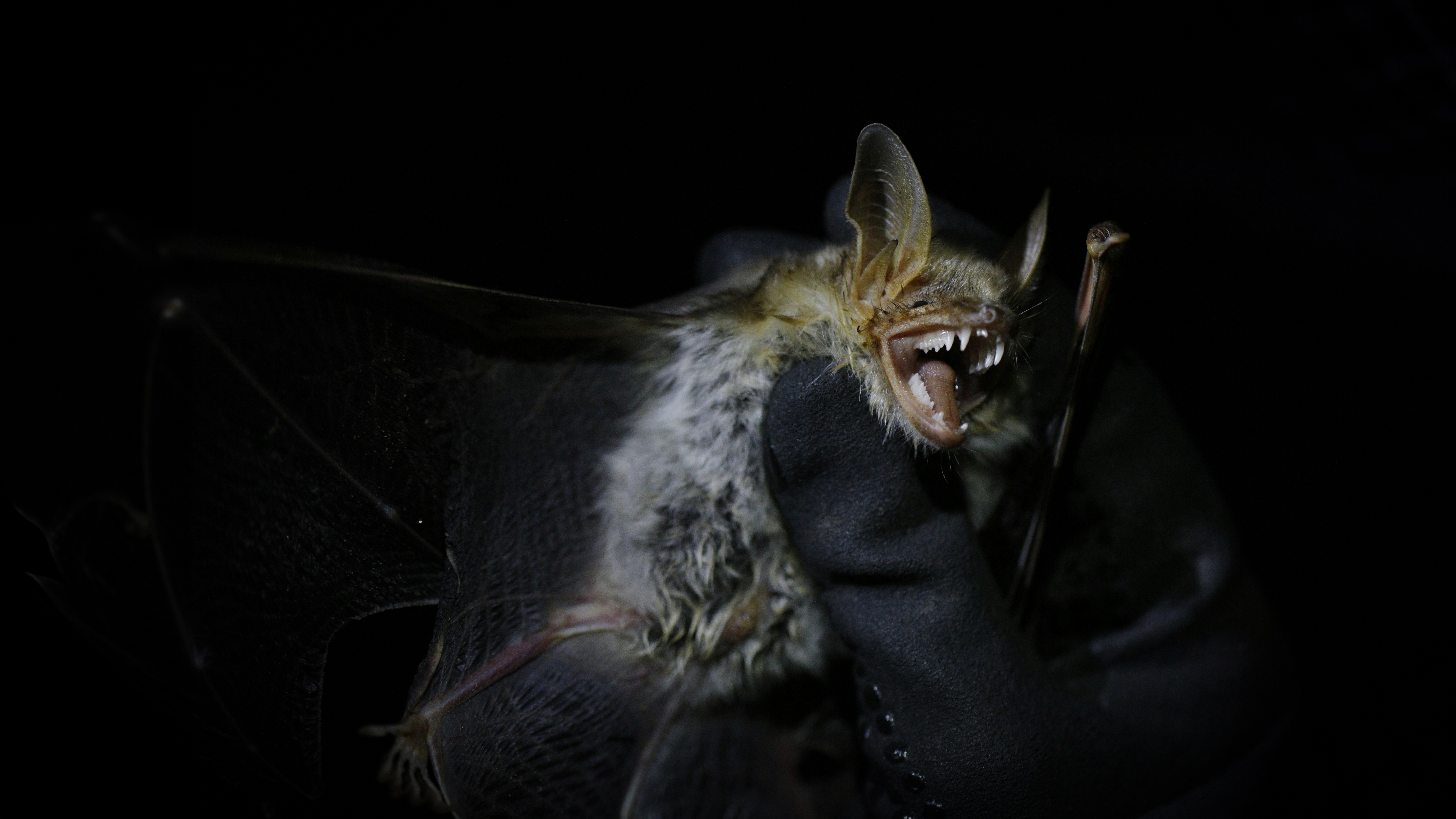 Pipistrello per pipistrello