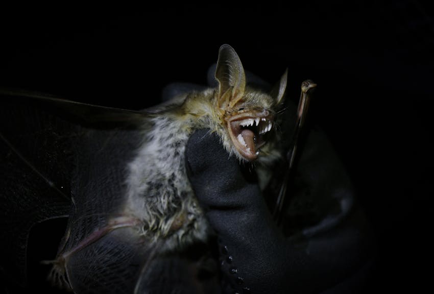 Fledermaus für Fledermaus