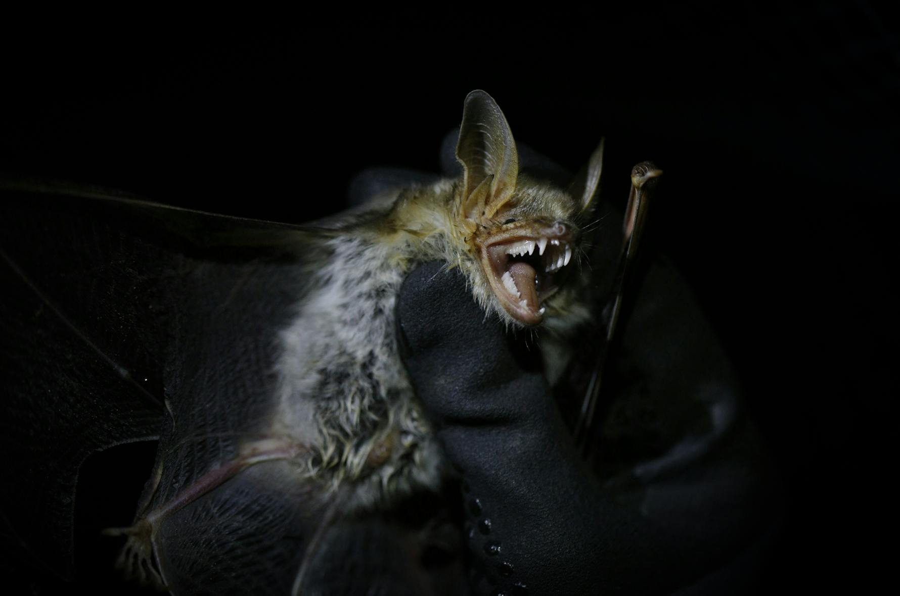Pipistrello per pipistrello