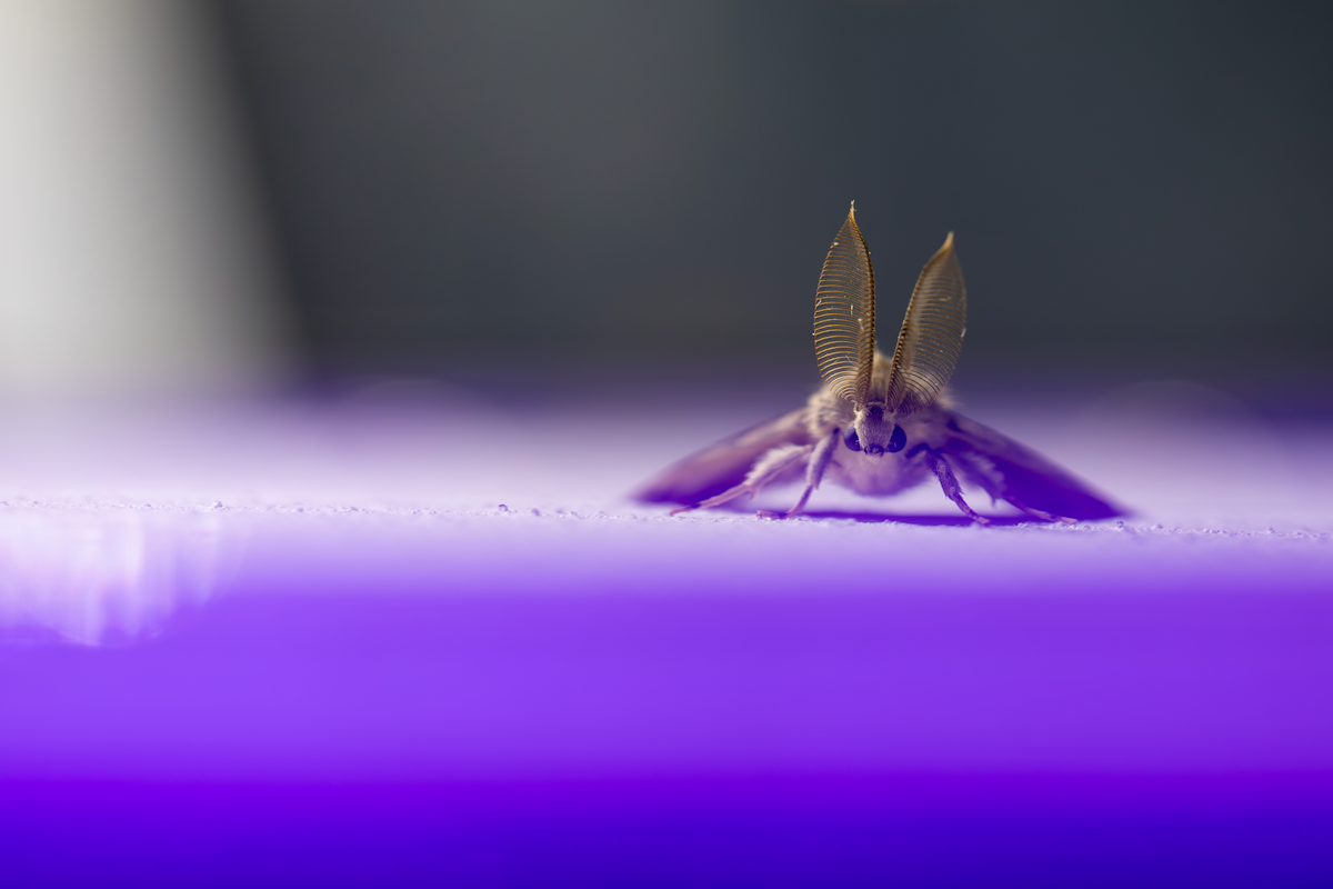 Shedding light on the nocturnal world of moths