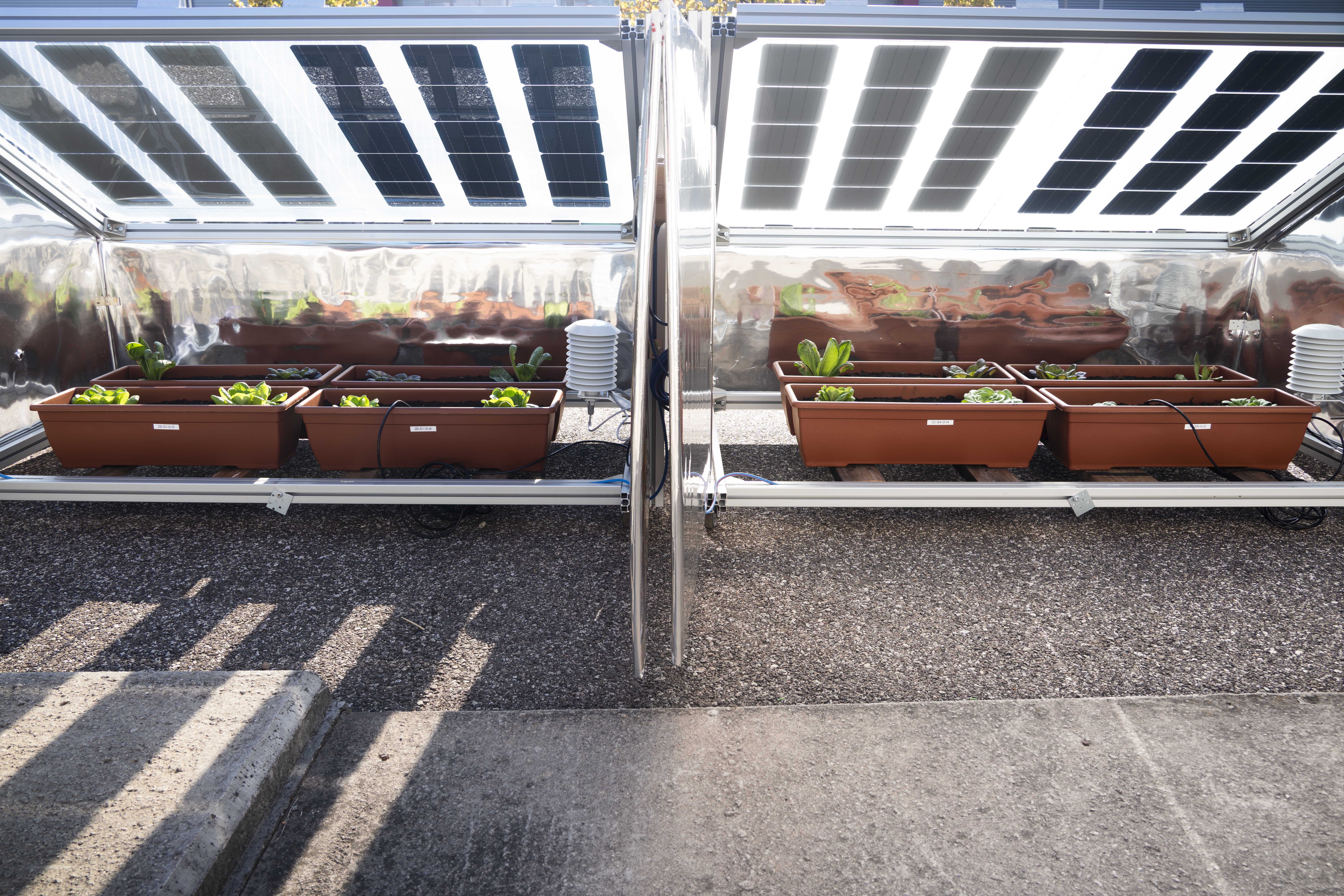 Die Zukunft der Agri-Photovoltaik: Prototypen, die Pflanzen schützen und Erträge steigern