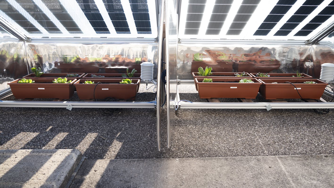 Die Zukunft der Agri-Photovoltaik: Prototypen, die Pflanzen schützen und Erträge steigern