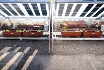 Die Zukunft der Agri-Photovoltaik: Prototypen, die Pflanzen schützen und Erträge steigern