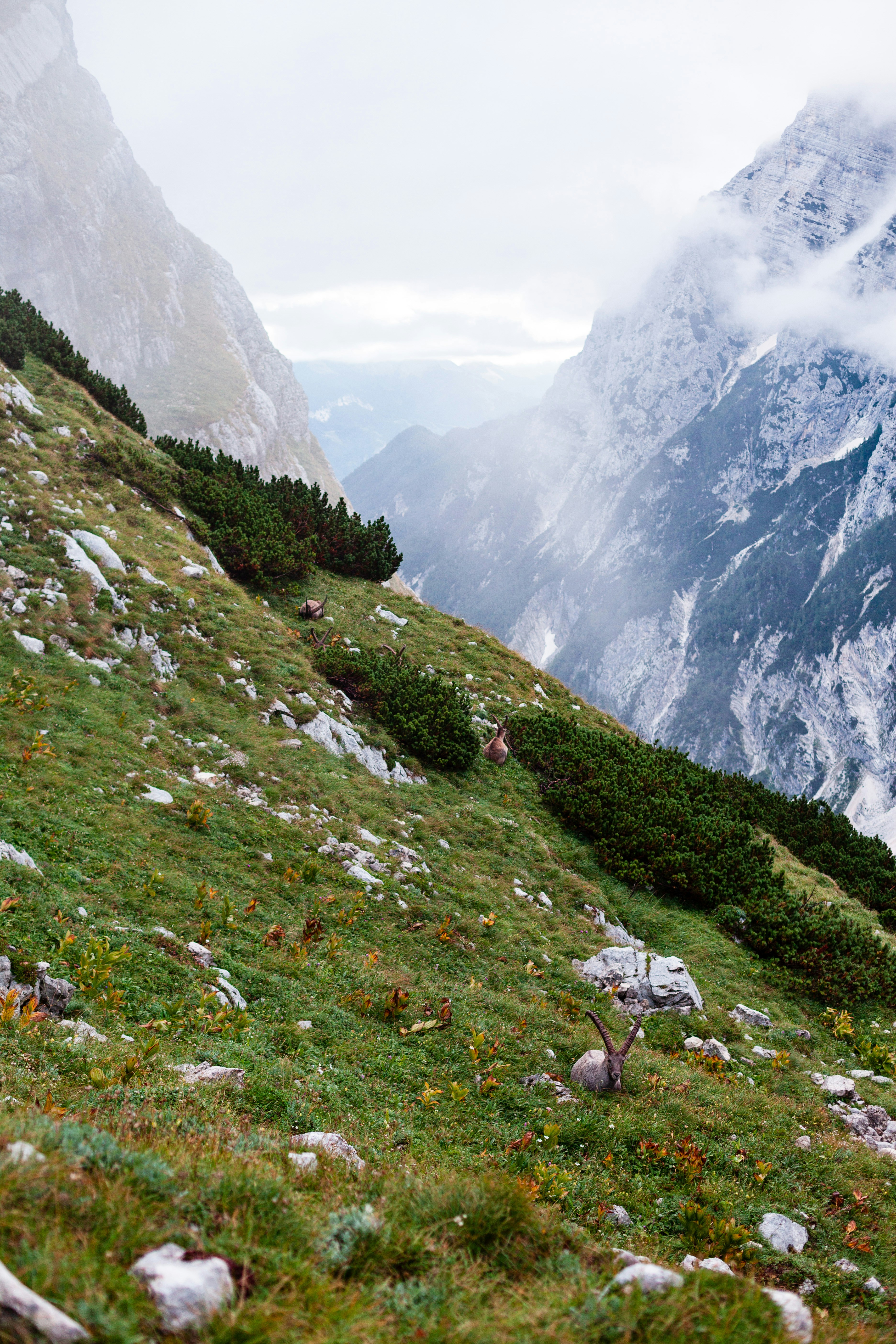 Enhancing transboundary biodiversity governance in the Julian Alps
