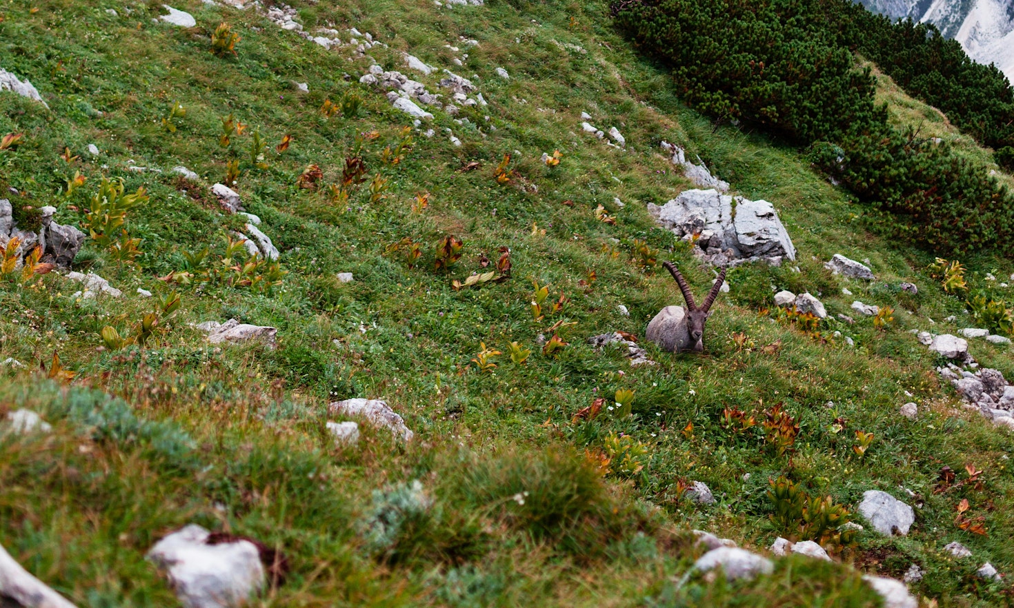 Enhancing transboundary biodiversity governance in the Julian Alps