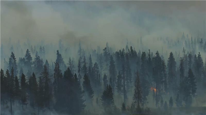 La più grande previsione sulle foreste