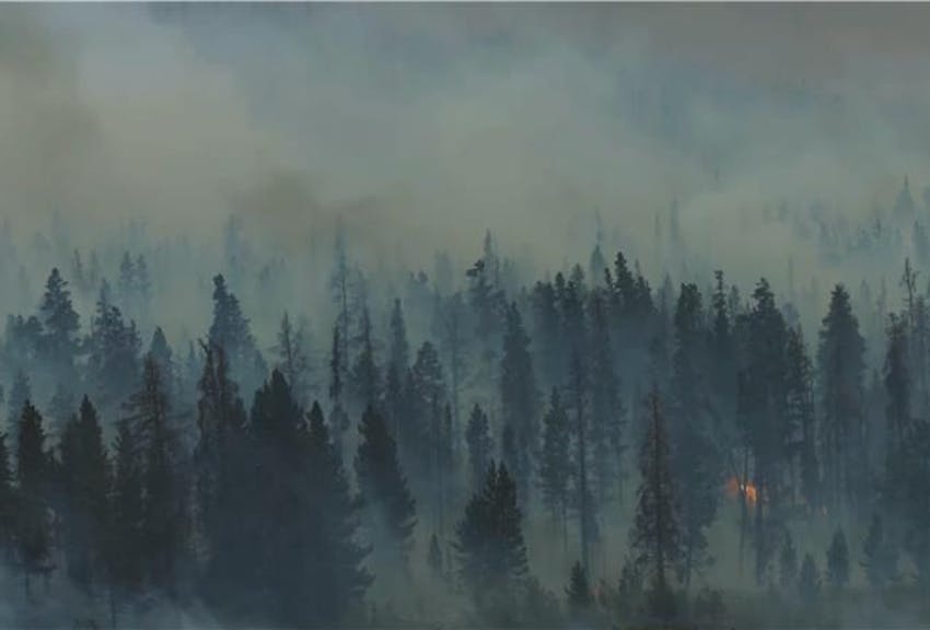 La più grande previsione sulle foreste