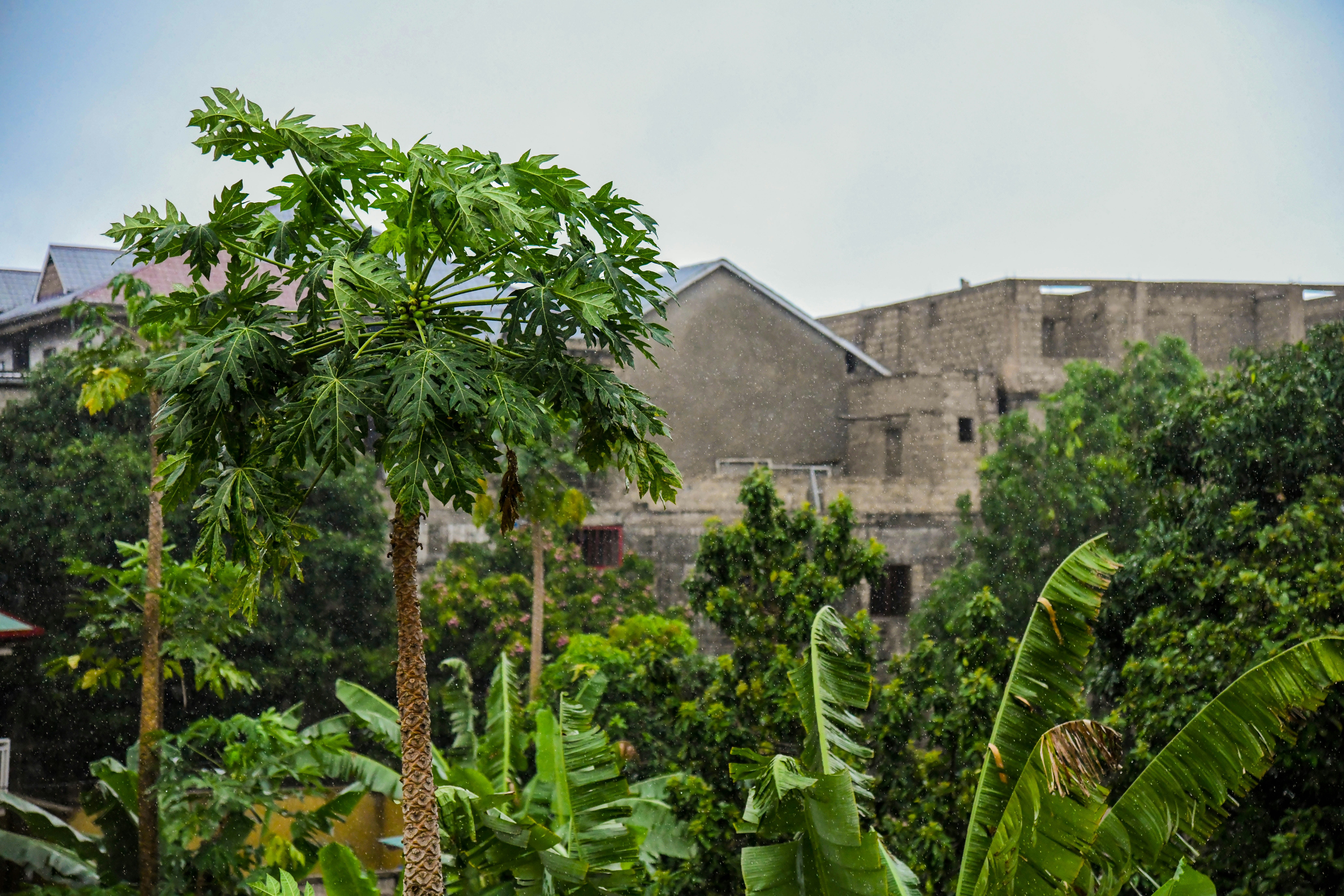 When conservation becomes expulsion: The Batwa and the cost of "green" protection
