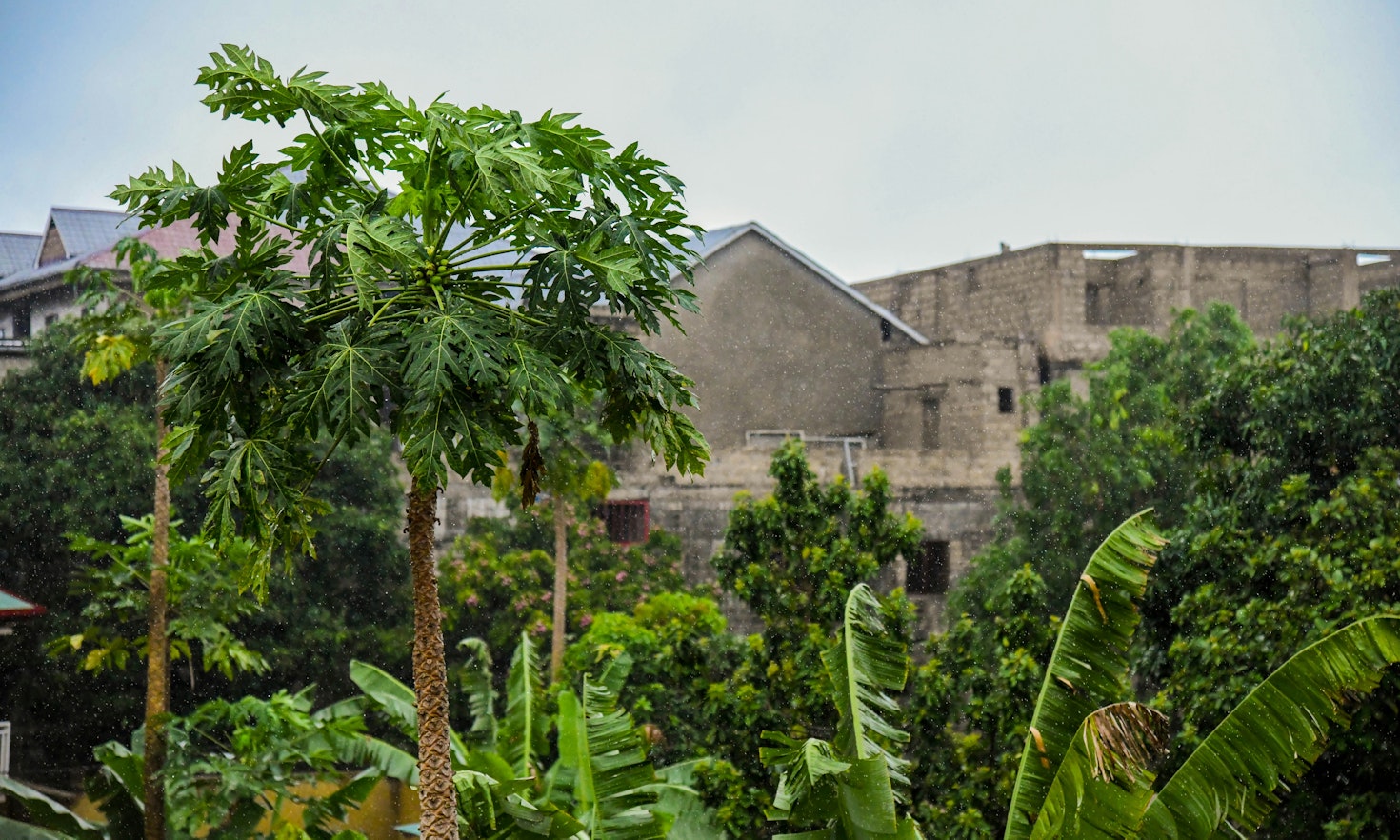 When conservation becomes expulsion: The Batwa and the cost of "green" protection
