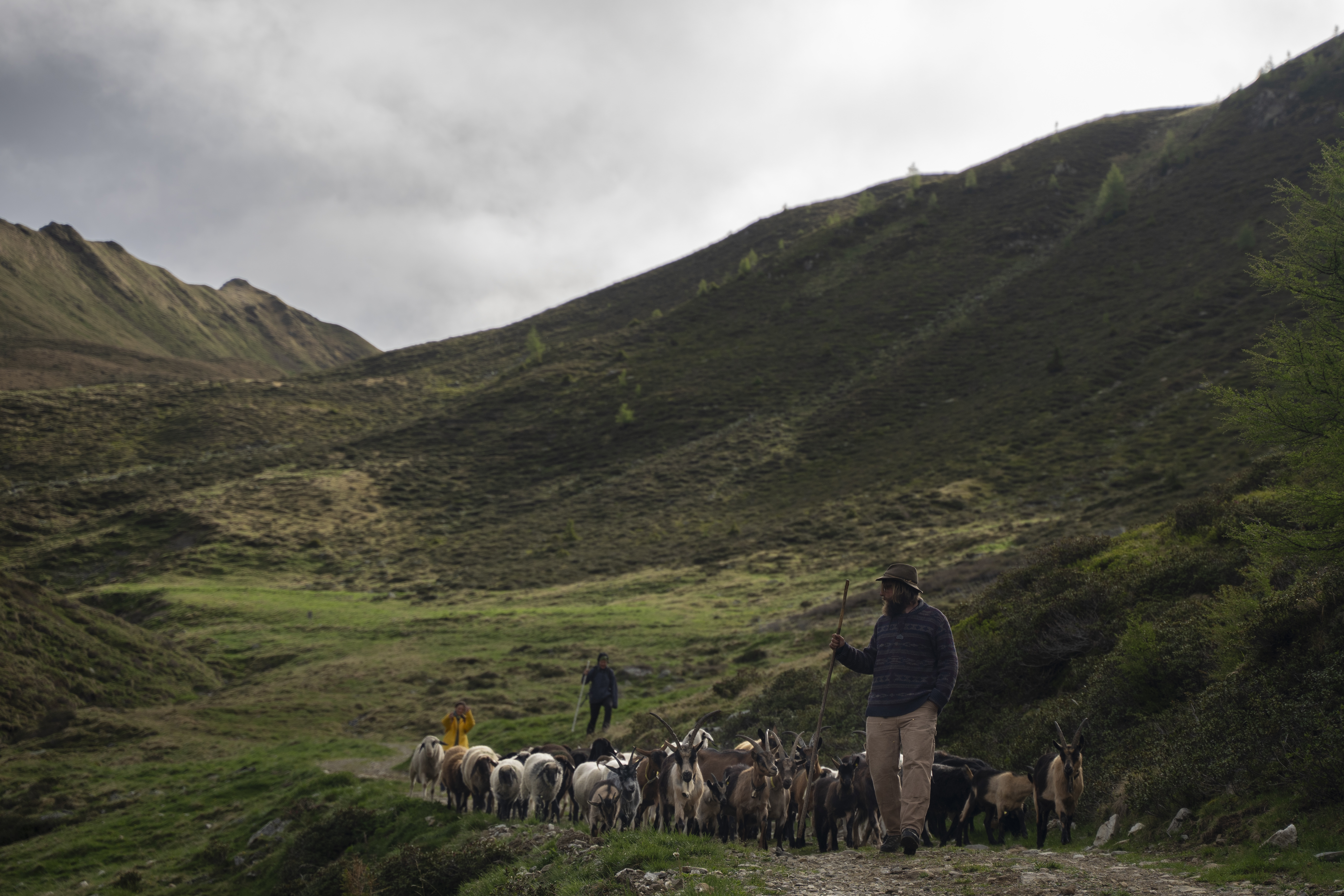 Wenn Beweidung Landschaft pflegt: Tiergesundheit im Fokus 