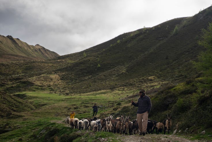 Wenn Beweidung Landschaft pflegt: Tiergesundheit im Fokus