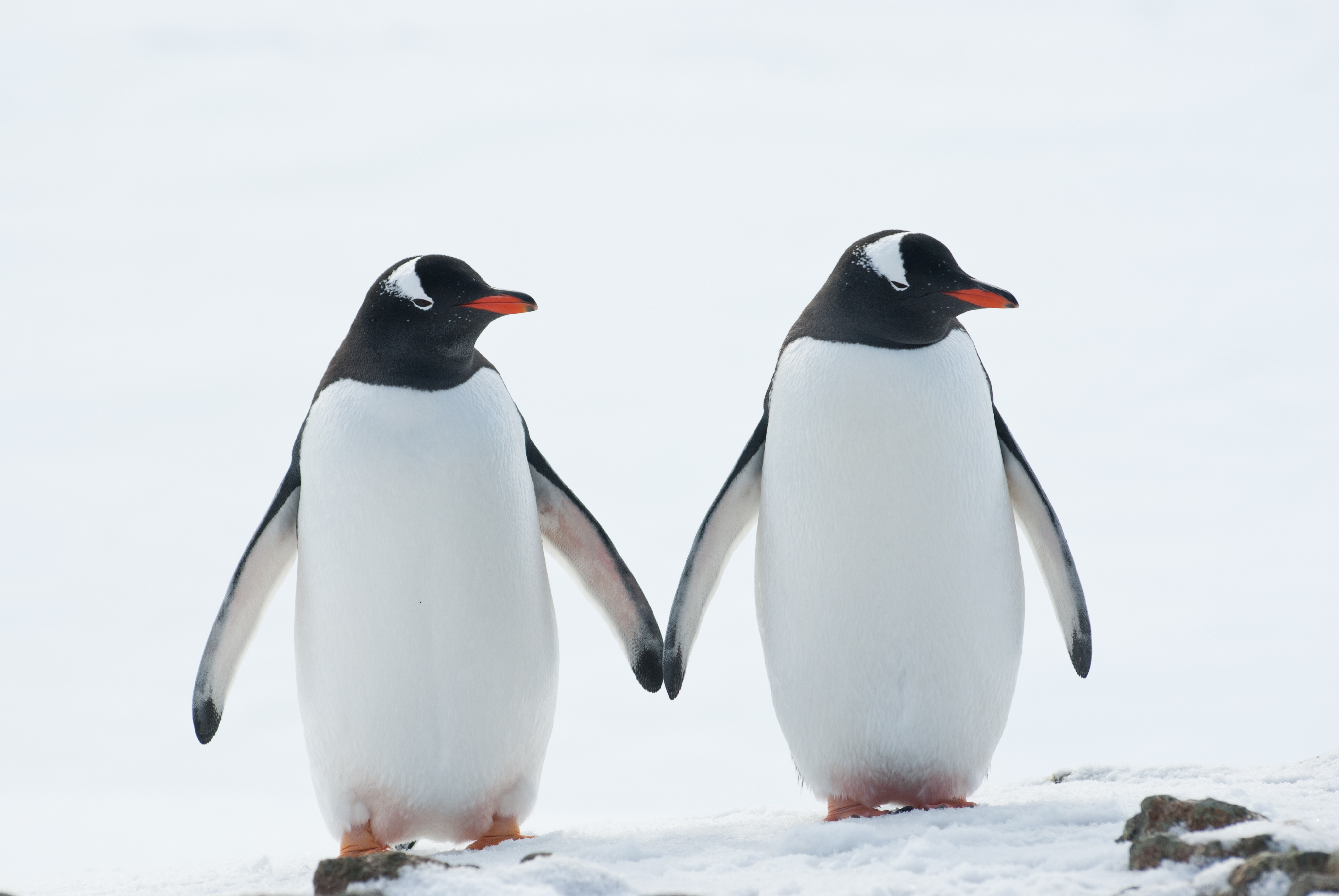 Darwin’s housewife: gendered animal portrayals and what they reveal about us