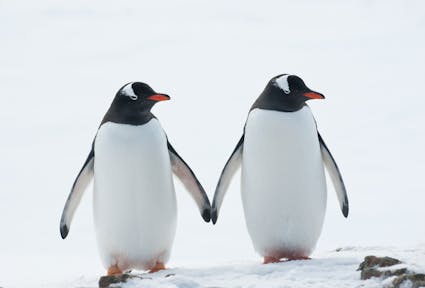 Darwin’s housewife: gendered animal portrayals and what they reveal about us