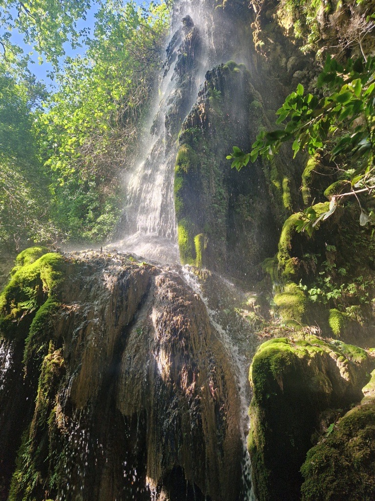 Mosses – European Conference on Bryophytes Conservation