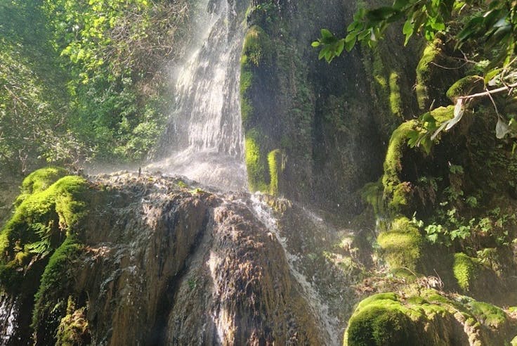 Mosses – European Conference on Bryophytes Conservation