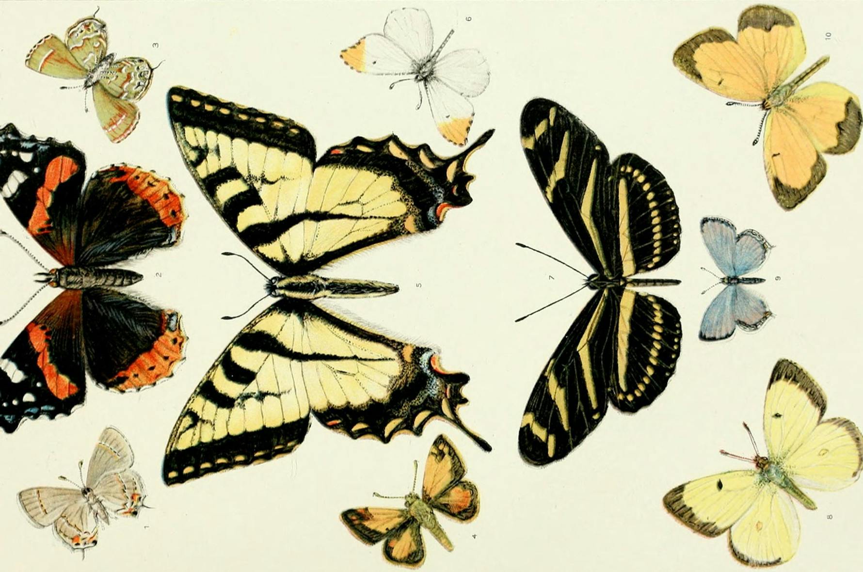 Schmetterlinge in Bewegung