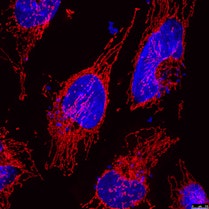 Tiny energy-producing mitochondria form a connected network inside the cell.