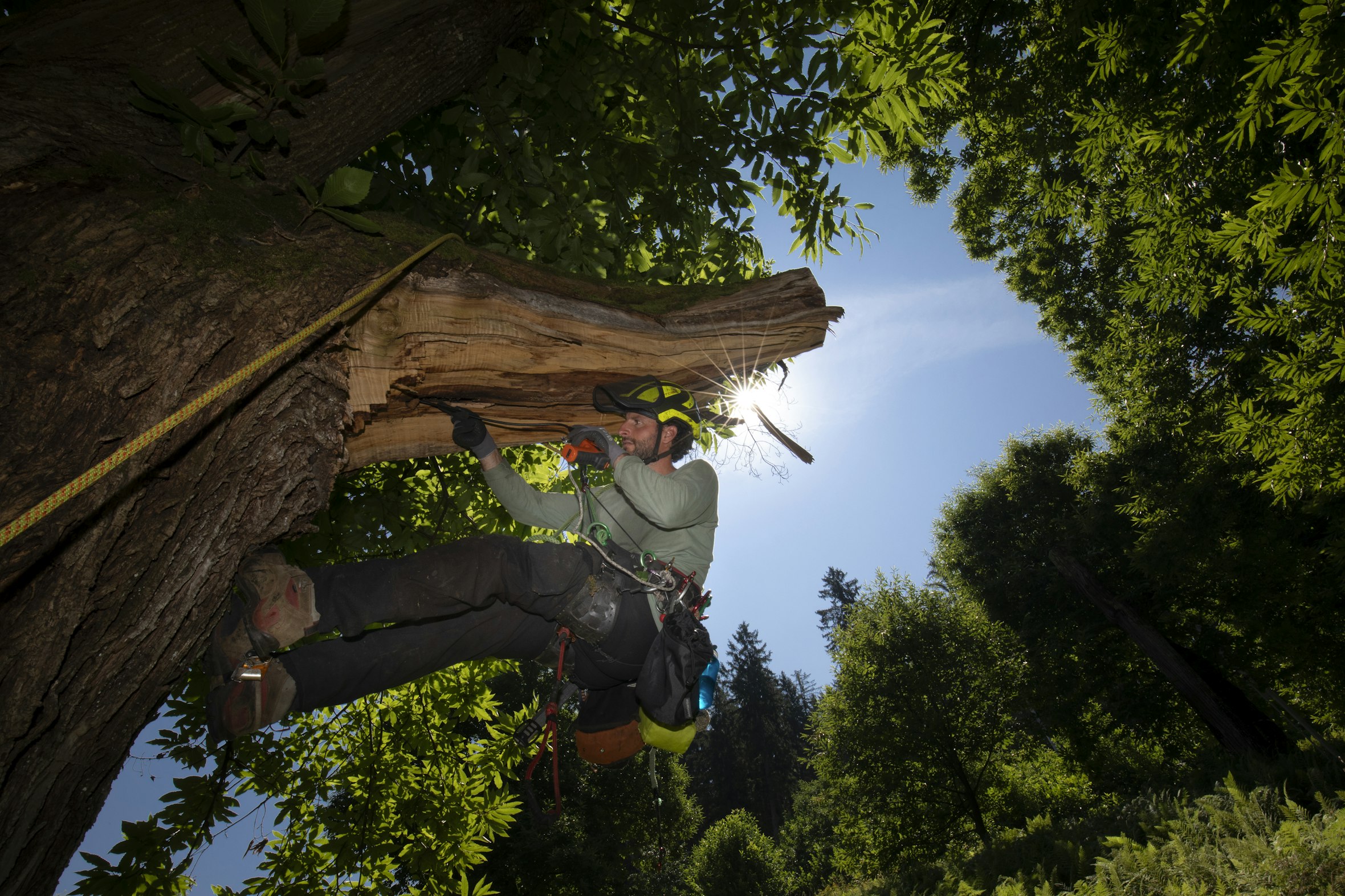 Bechstein’s bats: first colony found in South Tyrol in 24 years