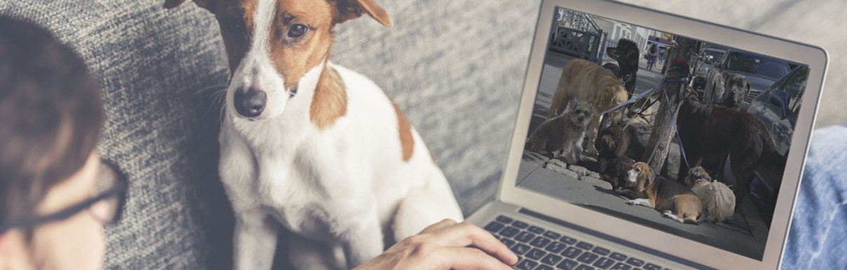 How to Start a Pet Sitting Business How to Start a Pet Sitting Business