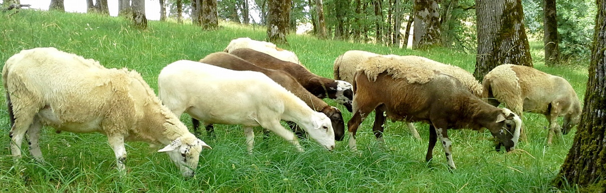 Moomaw Farms testimonial for MoonClerk recurring payments Moomaw Farms testimonial for MoonClerk recurring payments