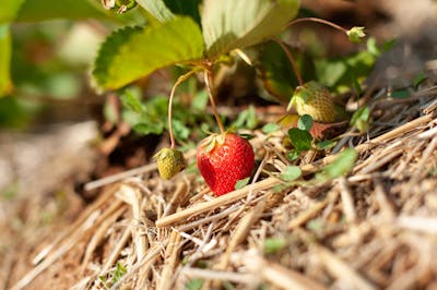 fragole pacciamatura terreno paglia