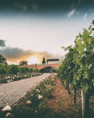 vineyards suvereto