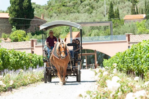 maremma buggy tour