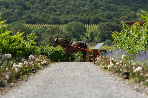 earthmoving horses gig tuscany