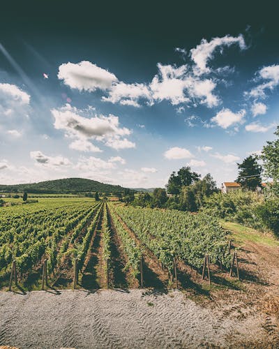 toskana landschaft hügel reihen terroir