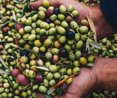 green olives harvesting