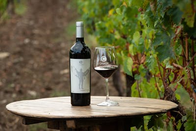 filare 18 cabernet franc filare 18 cabernet franc