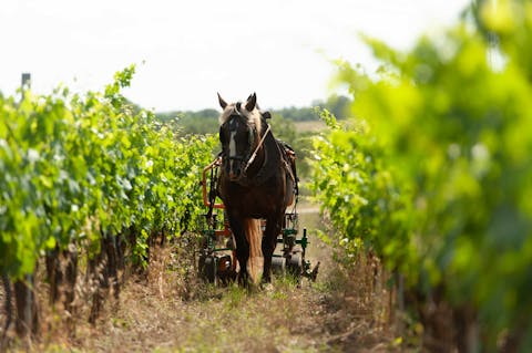 pferde weinberge toskana maremma