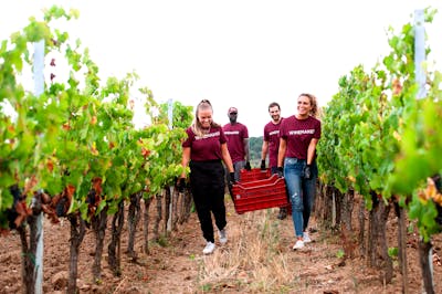 Toskana landschaft hügel reihen terroir