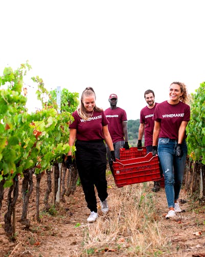 Tenuta Casadei Toskana landschaft hügel reihen terroir