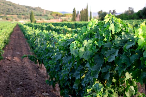 Toskanisches Spinnen