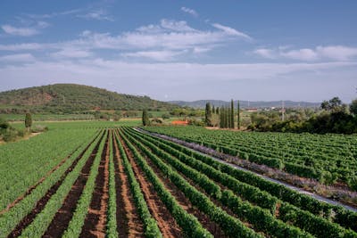 costa toscana filari di vite
