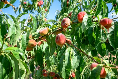 pesche frutteto antica varietà