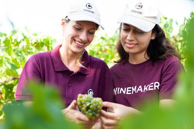 vendemmia filari vite toscana