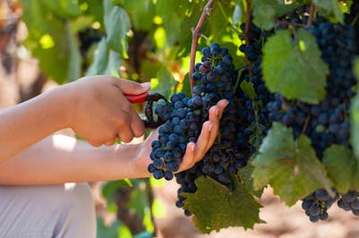 traubenernte maremma