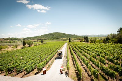 Weingut Casadei in Suvereto