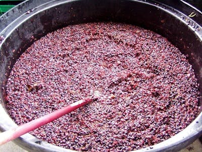bucce acini uva nera macerazione